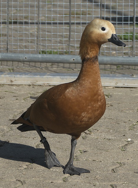 就会被