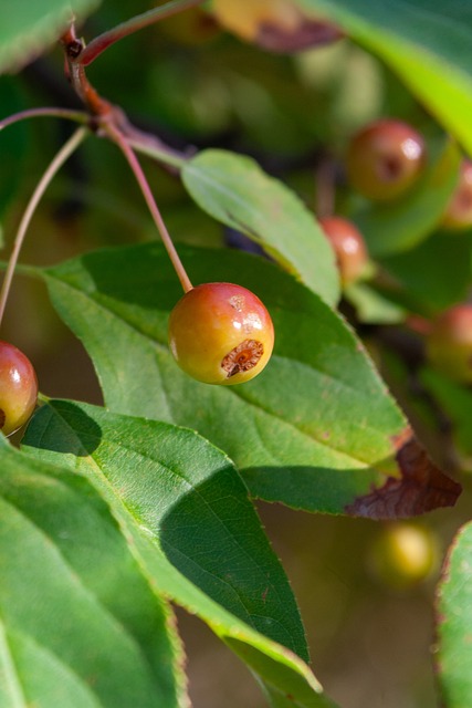 他寄望于武 他寄望于武